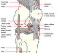 InSync Physiotherapy - Knee ‘ACL’ Anterior Cruciate Ligament Injuries